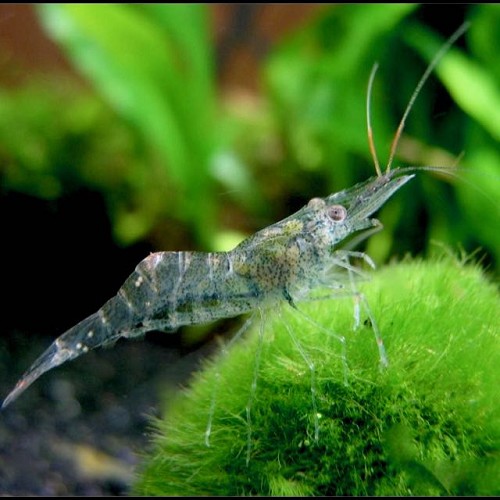 Paleomonetes paludosus - Glass shrimp L